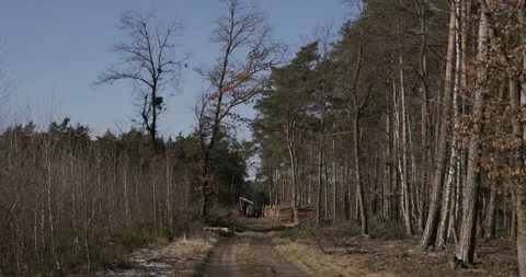 Logging in the forest, 4K Stock Footage 170600330
