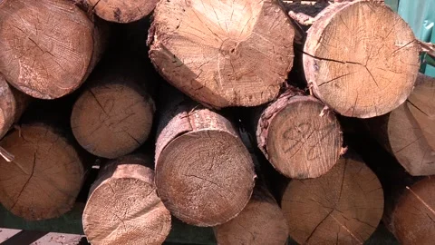 Logging in the forest. Felled pruned trees are in the pile. Video stock 330347754