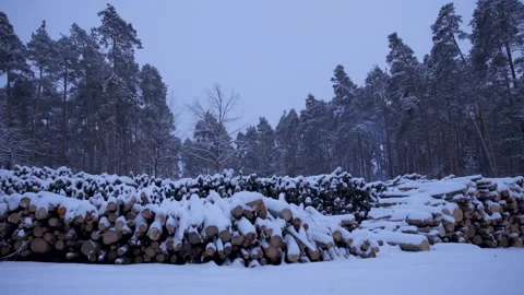 The logging forest lies in long rows, covered with snow. The cut trees lie in lo Stock Footage 326070024