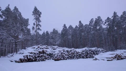 The logging forest lies in long rows, covered with snow. The cut trees lie in lo Stock Footage 326070098