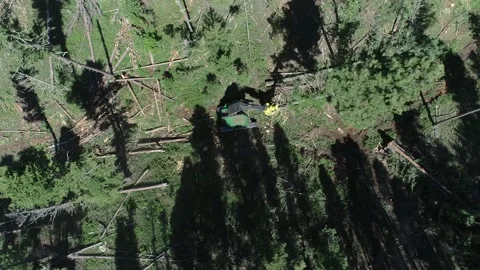 Logging in forest with machinery Stock Footage 194164842