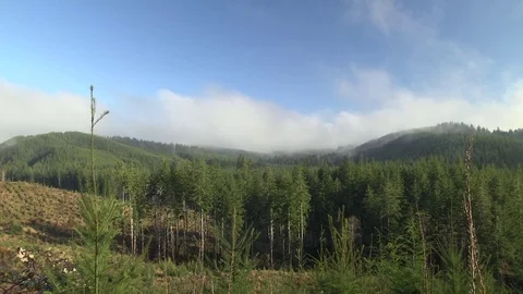 Logging forest Olympic Peninsula Wa. STate Stock Footage 70951244