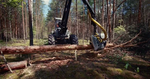 Logging in forestry. Deforestation with heavy machinery. Stockbeeldmateriaal 157915847