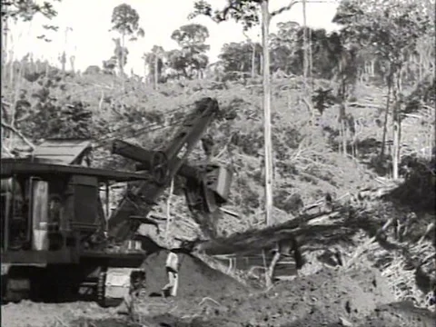 Logging of forests and building roads along the Amazon River in Brazil during Vídeos de archivo 75116286
