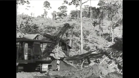 Logging of forests and building roads along the Amazon River in Brazil during Vídeos de archivo 101023473