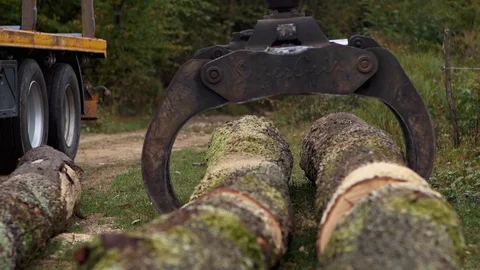 Logging Forklift Operator Truck Loading Tree Logs Sawmill  Video stock 128491416