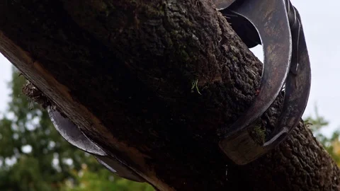 Logging Forklift Operator Truck Loading Tree Logs Sawmill  스톡 동영상 128491426