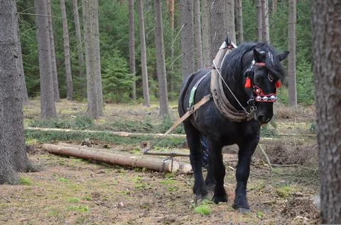 Logging Horse in Forest Stock Photos