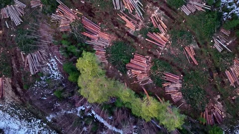 Logging impacting forest ecosystem, showing timber harvest and deforestation Stockbeeldmateriaal 334091308