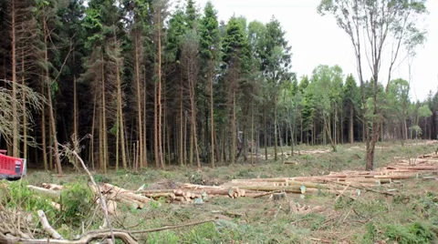 Logging industry Video stock 38872775