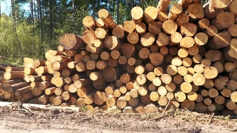 Logging industry piles of logs in forest landscape Stock Footage 313540764