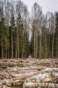 Logging in Latvia Stock Photos