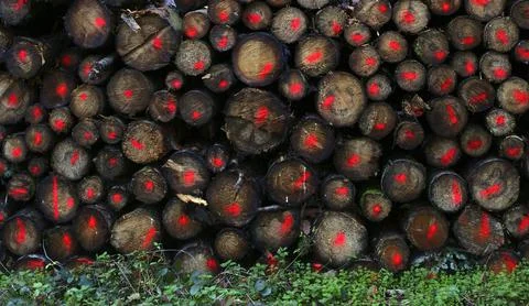 Logging logs in the forest trees stacked marked Swabian Forest Stock Photos