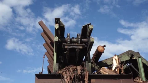 Logging, logs go on the conveyor Stock Footage 145426731
