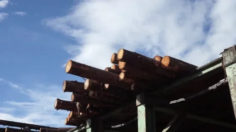 Logging, logs go on the conveyor Stock Footage 145426732