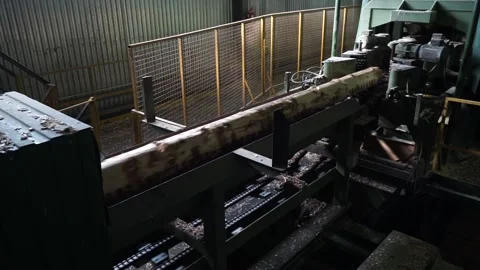 Logging, logs go on the conveyor Stock Footage 145426733
