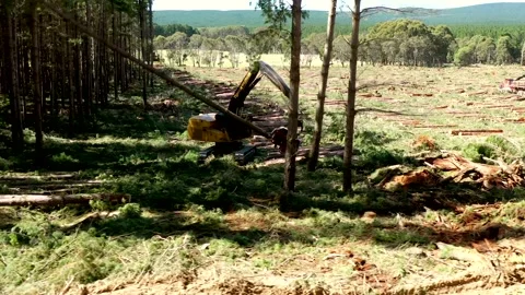 Logging machine breaks tree trunk up Stock Footage 172559110