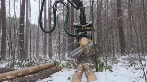 A logging machine cuts a tree with an electric saw in the forest Stock Footage 300765485