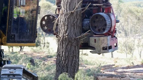 Logging machine cuts tree Stock Footage 172559509