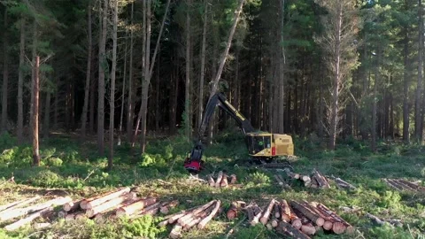 Logging machine cuts tree Video stock 172559534