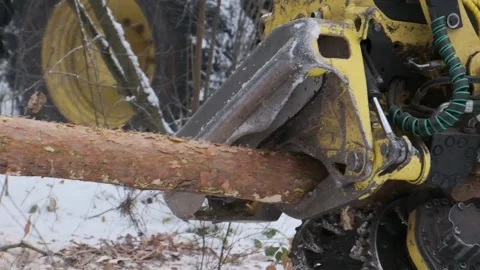 A logging machine cuts a tree into fragments, close-up Stock Footage 300765800