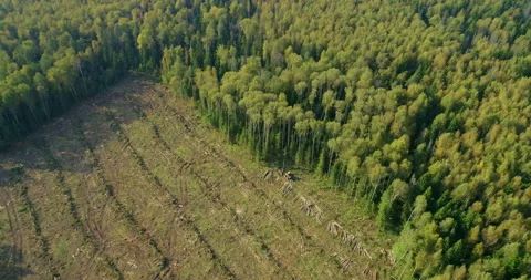 Logging machine cutting down trees, cutting branches and fold the trunks Stock Footage 105957128