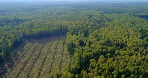 Logging machine cutting down trees, cutting branches and fold the trunks Stock Footage 105957632