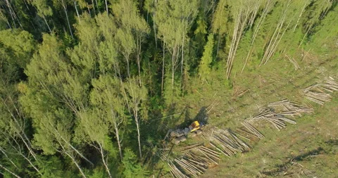 Logging machine cutting down trees, cutting branches and fold the trunks Stock Footage 105958217