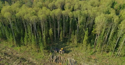 Logging machine cutting down trees, cutting branches and fold the trunks Stock Footage 105958633