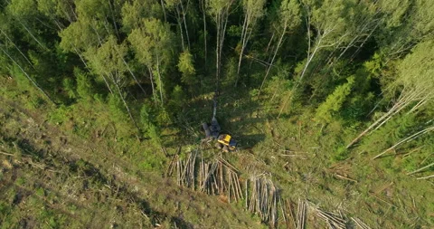 Logging machine cutting down trees, cutting branches and fold the trunks Stock Footage 105959192