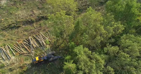 Logging machine cutting down trees, cutting branches and fold the trunks Stock Footage 105959876