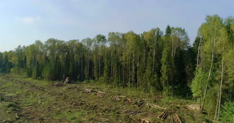 Logging machine cutting down trees, cutting branches and fold the trunks Stock Footage 105960155