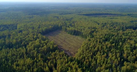 Logging machine cutting down trees, cutting branches and fold the trunks Stock Footage 105960488