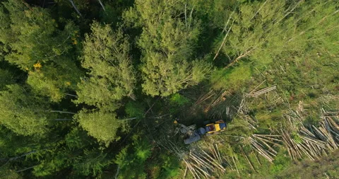 Logging machine cutting down trees, cutting branches and fold the trunks Stock Footage 105961584