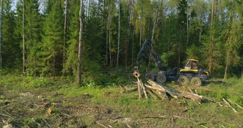 Logging machine cutting down trees, cutting branches and fold the trunks Stock Footage 105961784