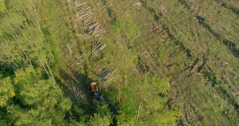 Logging machine cutting down trees, cutting branches and fold the trunks Stock Footage 105962504