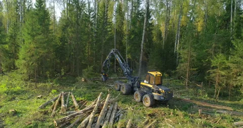 Logging machine cutting down trees, cutting branches and fold the trunks Stock Footage 105962668
