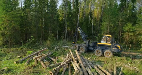 Logging machine cutting down trees, cutting branches and fold the trunks Stock Footage 105963095