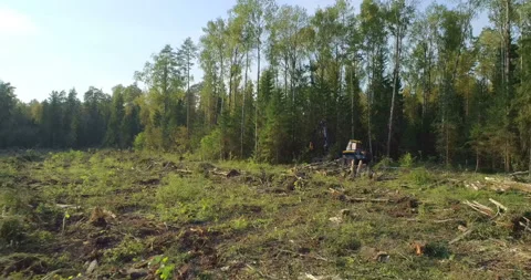 Logging machine cutting down trees, cutting branches and fold the trunks Stock Footage 105963353
