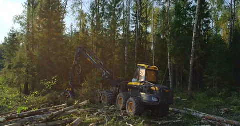 Logging machine cutting down trees, cutting branches and fold the trunks Stock Footage 105963910