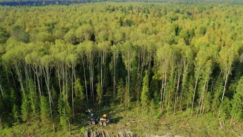 Logging machine cutting down trees, cutting branches and fold the trunks Stock Footage 105966085