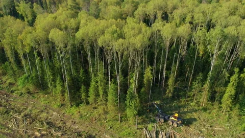 Logging machine cutting down trees, cutting branches and fold the trunks Stock Footage 105966405