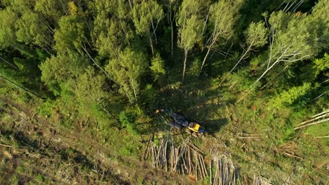 Logging machine cutting down trees, cutting branches and fold the trunks Stock Footage 105966557