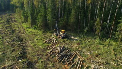 Logging machine cutting down trees, cutting branches and fold the trunks Stock Footage 105967510
