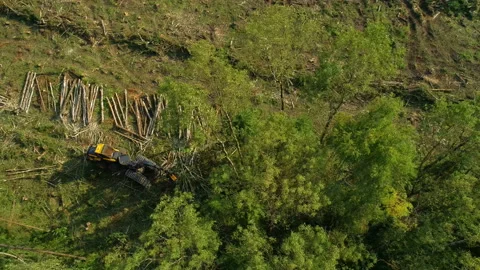 Logging machine cutting down trees, cutting branches and fold the trunks Stock Footage 105968368