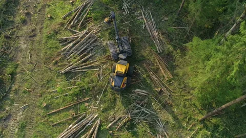 Logging machine cutting down trees, cutting branches and fold the trunks Stock Footage 105969291