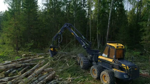 Logging machine cutting down trees, cutting branches and fold the trunks Stock Footage 105969978