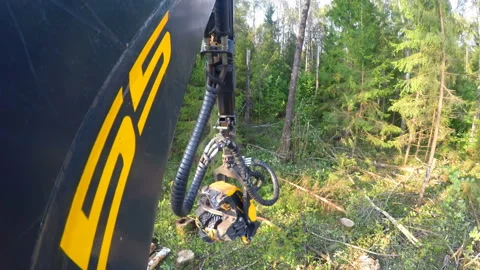 Logging machine cutting down trees, cutting branches and fold the trunks Stock Footage 105972241