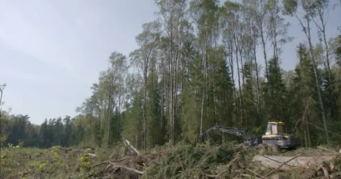 Logging machine cutting down trees, cutting branches and fold the trunks Stock Footage 105973953