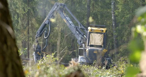 Logging machine cutting down trees, cutting branches and fold the trunks Stock Footage 105974106